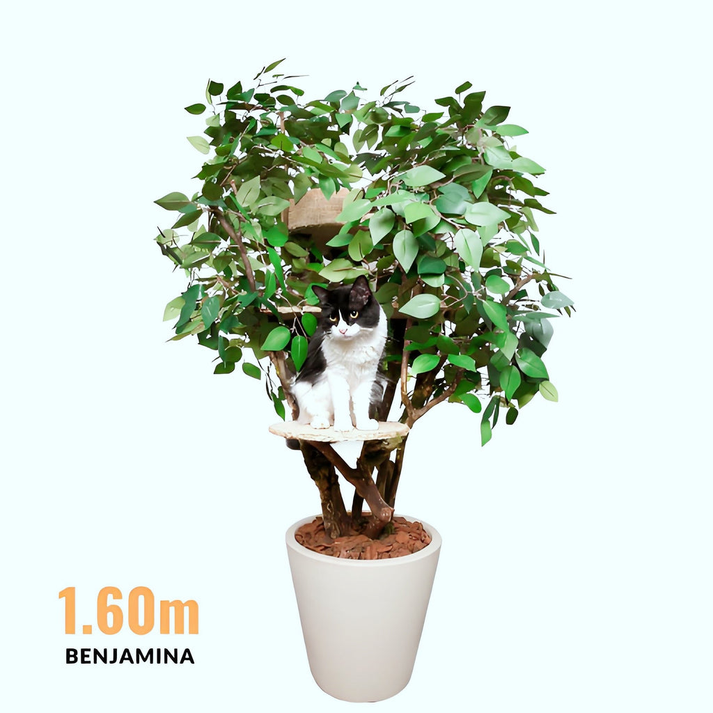 1.6 m Benjamina Cat Tree — 3 Levels