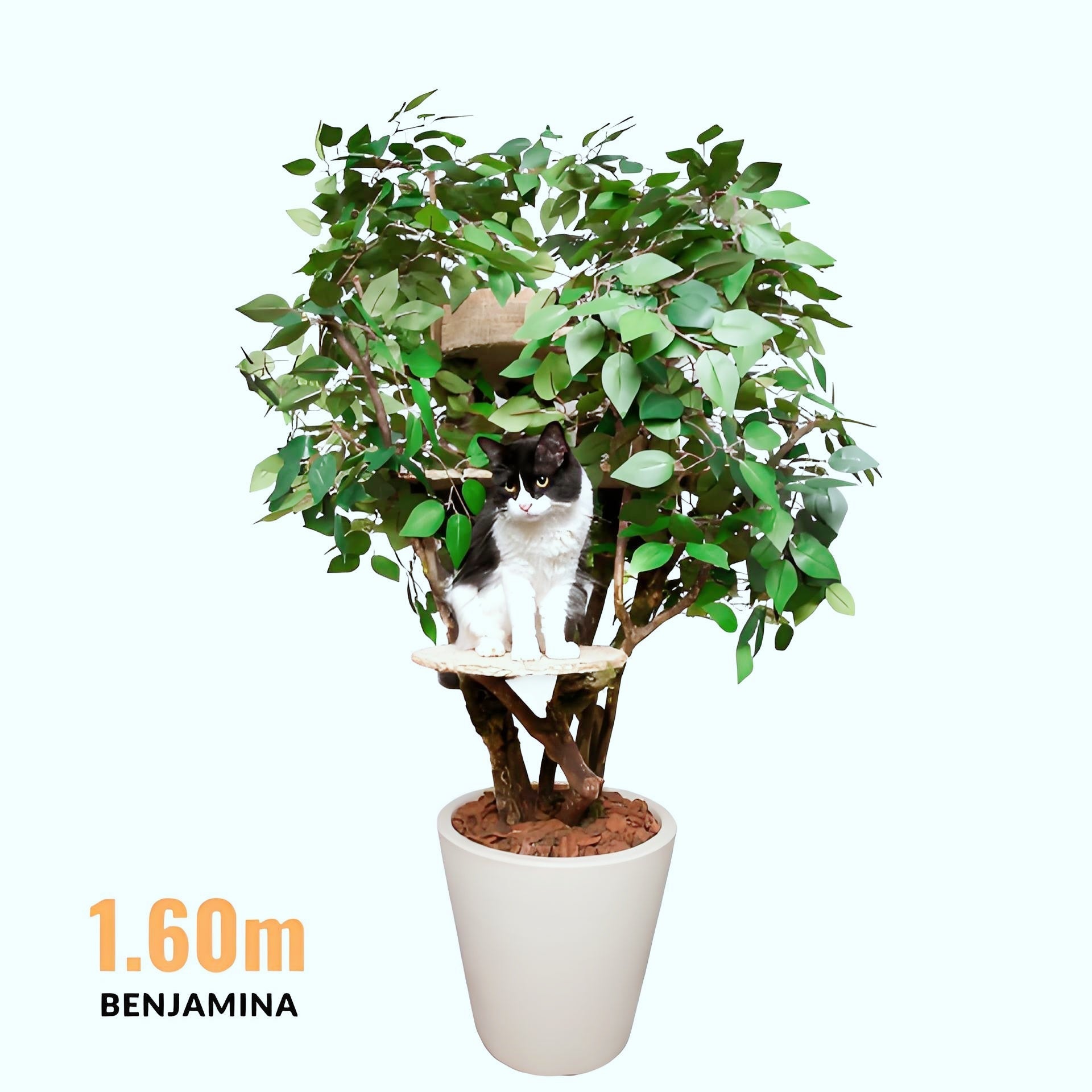 1.6 m Benjamina Cat Tree — 3 Levels